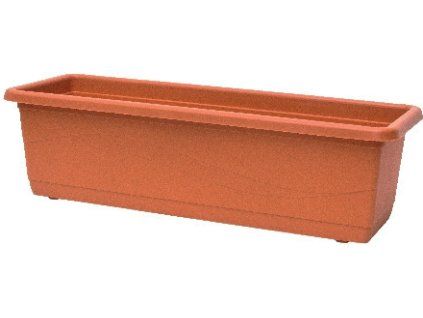 lobelia terakota 40