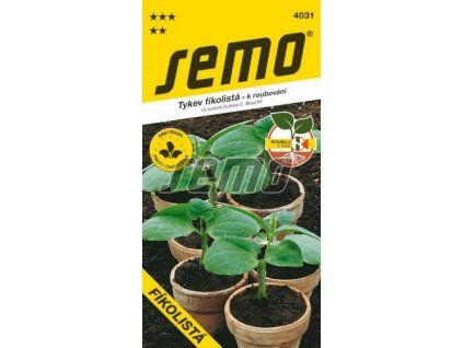 4031 semo zelenina tykev k roubovani okurek fikolista 256x500