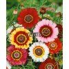 9163 semo kvetiny letnicky kopretina kylnata rainbow mix2 624x763