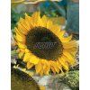 9267 semo kvetiny letnicky slunecnice rocni pro ptacky2 624x831