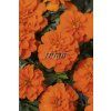 9520 semo kvetiny letnicky aksamitnik rozkladity bonanza deep orange2 624x940