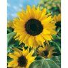 9269 semo kvetiny letnicky slunecnice rocni sun 2 600x752