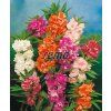 9335 semo kvetiny letnicky netykavka balsamina smes barev2 624x753