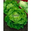 3833 semo zelenina salat hlavkovy jupiter2 624x791