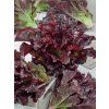 3871 semo zelenina salat listovy dark roden 4 600x800