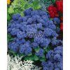 9030 semo kvetiny letnicky nestarec mexicky tetra blue mink2 624x786