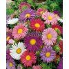 9099 semo kvetiny letnicky astra cinska andrella super mix2 624x766