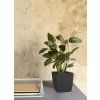 Delto stone 30x30 anthracite 02