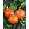 4075 semo zelenina tykev velkoploda hokkaido orange2 624x763