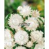 9302 semo kvetiny letnicky slamenka bila2 624x764