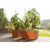 Samozavlažovací truhlík BERBERIS DUO 78x39x35 terakota