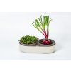 Velká farma MICROGREENS+REGROW