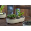 Velká farma MICROGREENS+REGROW - slonová kost