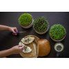 Velká farma MICROGREENS+REGROW - slonová kost