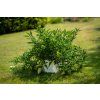 Samozavlažovací truhlík BERBERIS 60 cm bílá + zelená