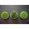 Klíčící miska MICROGREENS