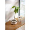 Klíčící miska na Avokádo/Cibuli slonová kost s kávovou sedlinou